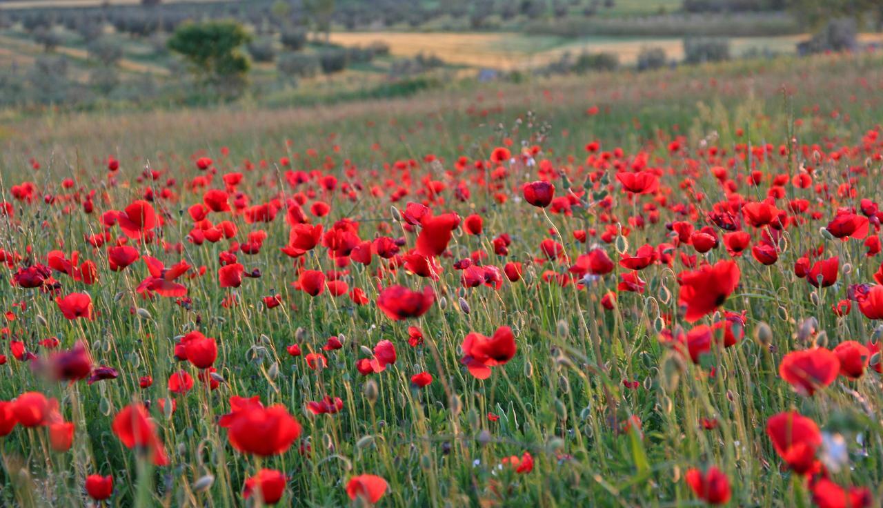 Agriturismo Il Forasacco Grosseto Dış mekan fotoğraf