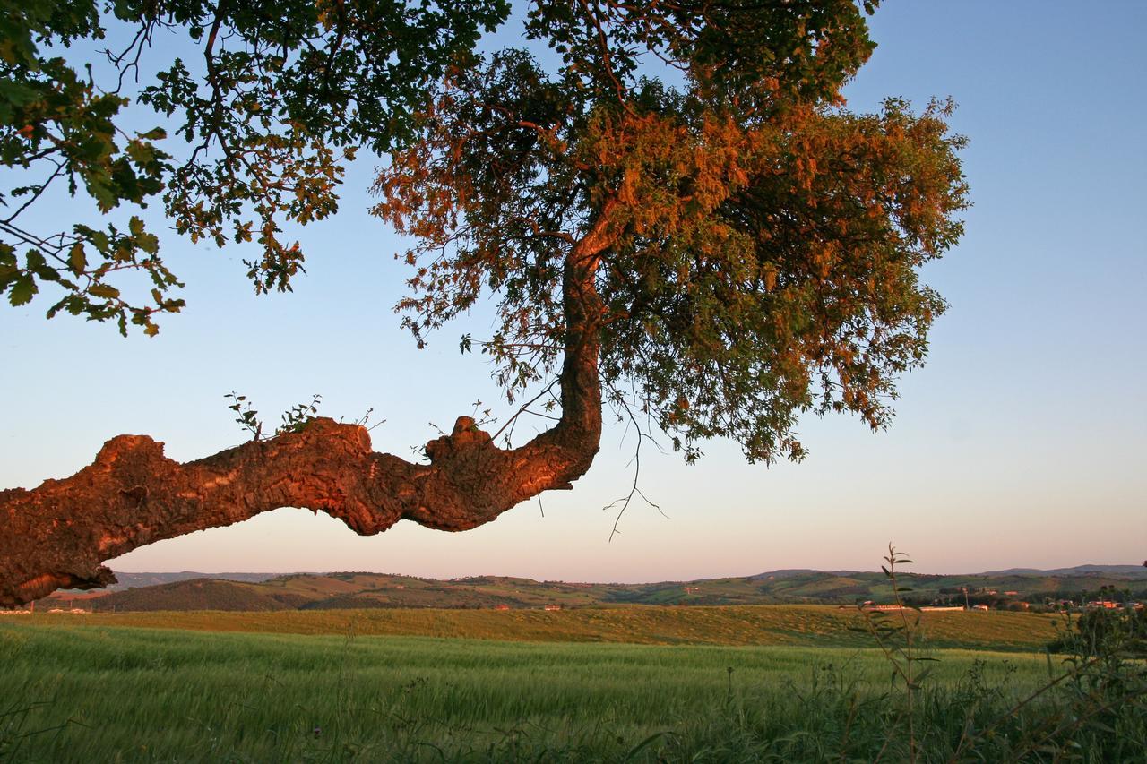 Agriturismo Il Forasacco Grosseto Dış mekan fotoğraf